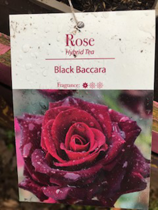 Rose - Black Baccara